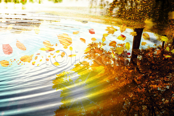 사람없음 JPG 포토 해외이미지 가을(계절) 나무 단풍 맑음 반사 숲 야외 웅덩이 잎 자연 풍경(경치) 햇빛