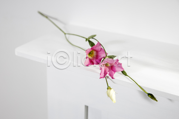 사람없음 JPG 포토 해외이미지 꽃 꽃다발 실내 탁자 흰색