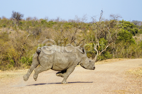 보호 이동 사람없음 JPG 포토 해외이미지 가로 국립공원 남아프리카 달리기 동물 멸종위기 모션 보호구역 사파리 아프리카 야생동물 자연 코뿔소 포유류 포즈 풍경(경치)