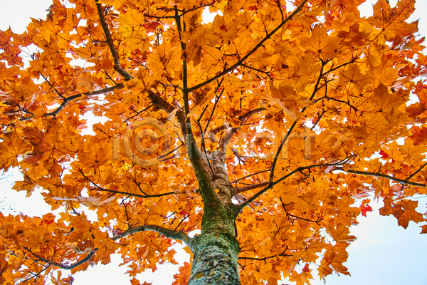 사람없음 JPG 로우앵글 포토 해외이미지 가을(계절) 나무 나뭇가지 단풍 단풍나무 야외