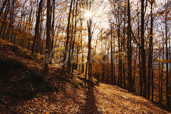 사람없음 JPG 포토 해외이미지 가을(계절) 공원 나무 나뭇가지 숲 야외 오솔길 유럽 주간 태양 포르투갈 풍경(경치) 햇빛
