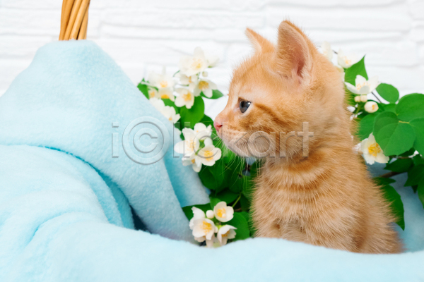 귀여움 사람없음 JPG 포토 해외이미지 고양이 꽃 바구니 새끼 실내 응시 천(직물) 한마리 흰배경