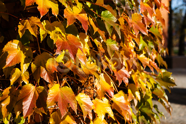 사람없음 JPG 아웃포커스 포토 해외이미지 가을(계절) 공원 단풍 벽 잎