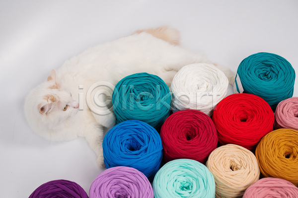 귀여움 사람없음 JPG 포토 해외이미지 고양이 눕기 실내 실뭉치 털실 한마리 흰배경