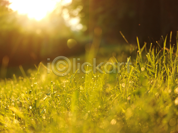 사람없음 JPG 소프트포커스 아웃포커스 포토 해외이미지 빗방울 빛 빛망울 야외 잔디 젖음 주간 초원(자연) 태양 햇빛