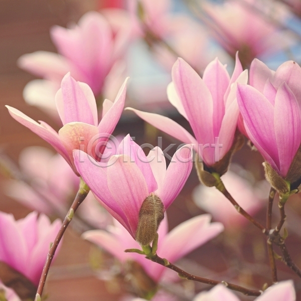 사람없음 JPG 아웃포커스 포토 해외이미지 목련 봄 분홍색 야외 주간 풍경(경치)
