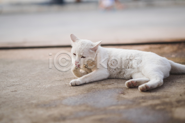 귀여움 사람없음 JPG 아웃포커스 포토 해외이미지 고양이 그루밍(고양이) 눕기 야외 주간 한마리 핥기
