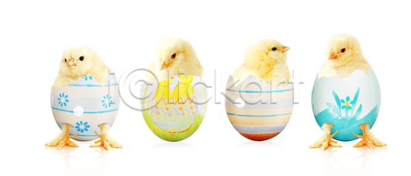 달콤 부드러움 축하 행복 사람없음 아기 JPG 포토 해외이미지 계절 고립 깃털 껍질 날개 노란색 농장 동물 둥지 반려동물 밭일 백그라운드 병아리 봄 부리 부활절계란 솜털 신생아 암탉 자연 작음 장식 조류 치킨 컬러풀 털 토끼 해외포토 휴가 흰색