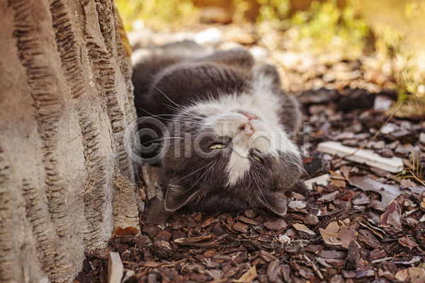 귀여움 사람없음 JPG 아웃포커스 포토 해외이미지 고양이 길고양이 나무 눕기 야외 잠 주간 한마리 햇빛