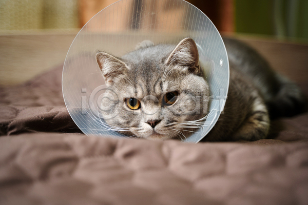 귀여움 사람없음 JPG 아웃포커스 포토 해외이미지 고양이 깔대기 실내 엎드리기 응시 치료 한마리