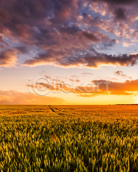 사람없음 JPG 포토 해외이미지 구름(자연) 농경지 밀밭 야외 일몰 자연 풍경(경치) 하늘 햇빛