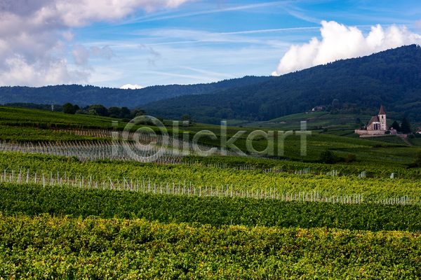 사람없음 JPG 포토 해외이미지 시골 와인 포도 포도밭 프랑스