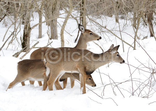 사람없음 JPG 포토 해외이미지 겨울 나뭇가지 사슴 설원 세마리 숲 야생동물 야외 주간