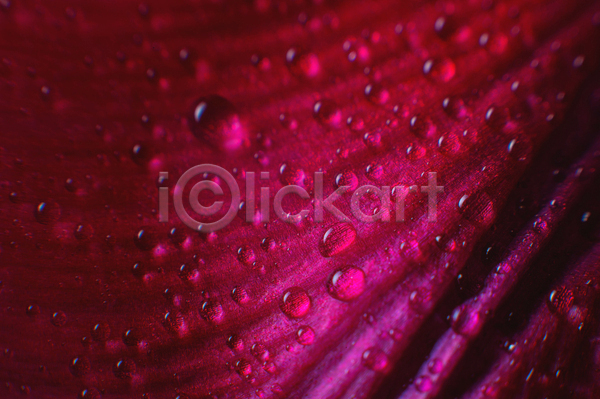 사람없음 JPG 비네팅 포토 해외이미지 꽃 꽃잎 물방울 비바마젠타 빗방울 젖음 트렌드컬러