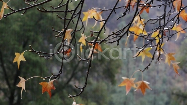 사람없음 JPG 아웃포커스 포토 해외이미지 나뭇가지 단풍 빗방울 야외 젖음 주간