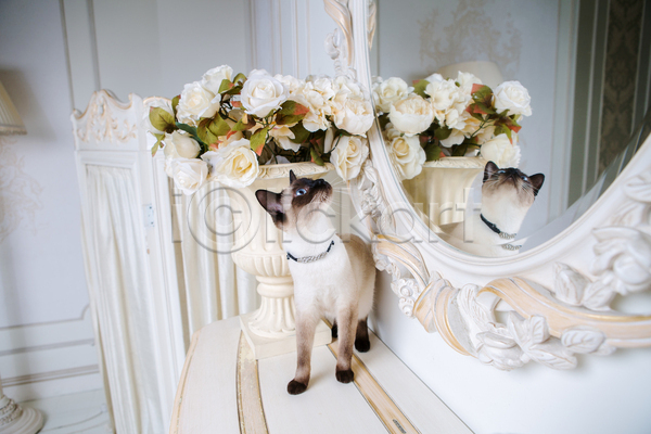 귀여움 사람없음 JPG 포토 해외이미지 거울 고개들기 고양이 꽃다발 반사 샴고양이 실내 한마리 화분