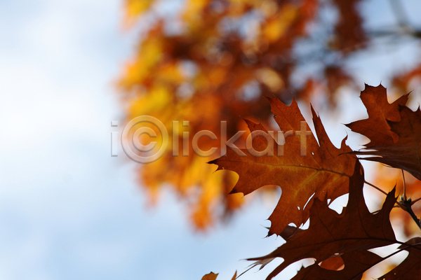 사람없음 JPG 아웃포커스 포토 해외이미지 가을(계절) 나무 나뭇가지 나뭇잎 단풍 야외 주간