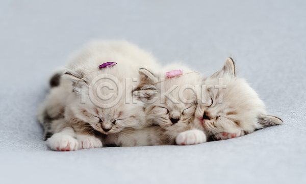 귀여움 사람없음 JPG 아웃포커스 포토 해외이미지 고양이 랙돌 새끼 세마리 실내 잠 흰배경