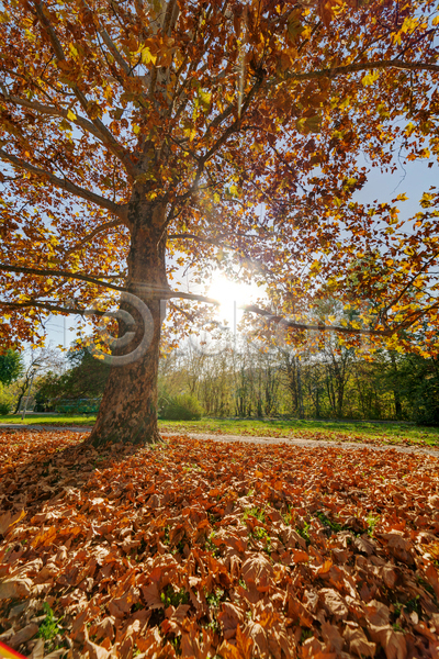 사람없음 JPG 포토 해외이미지 가을(계절) 나무 숲 야외 잎 자연 풍경(경치) 하늘 햇빛