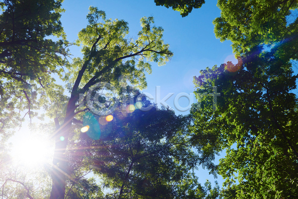 사람없음 JPG 포토 해외이미지 나무 야외 여름(계절) 주간 태양 풍경(경치) 하늘 햇빛