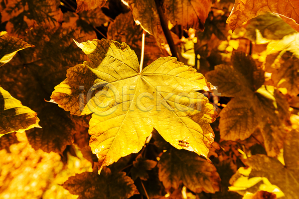 사람없음 JPG 근접촬영 아웃포커스 포토 해외이미지 가을(계절) 나뭇잎 낙엽