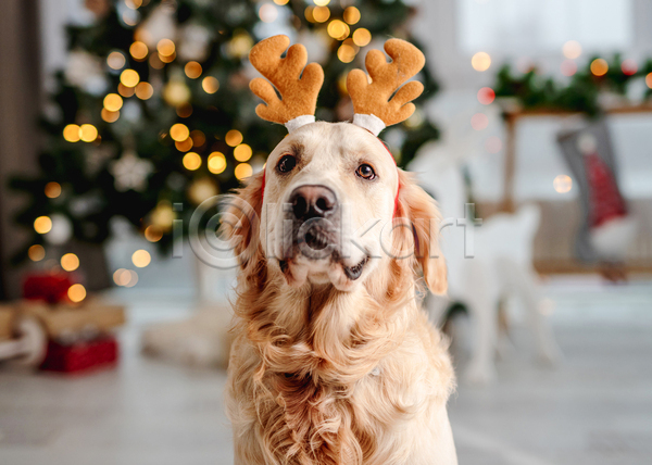 추위 사람없음 JPG 포토 해외이미지 강아지 겨울 골든리트리버 보케 선물상자 카펫 크리스마스