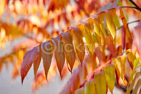 사람없음 JPG 아웃포커스 포토 해외이미지 가을(계절) 나뭇가지 나뭇잎 단풍 야외 주간 풍경(경치)