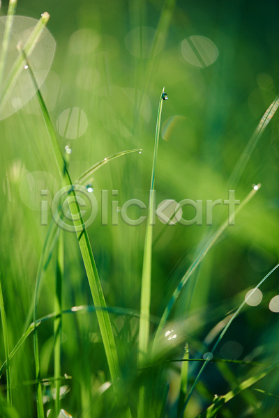사람없음 JPG 소프트포커스 아웃포커스 포토 해외이미지 빗방울 빛망울 야외 주간 풀(식물)
