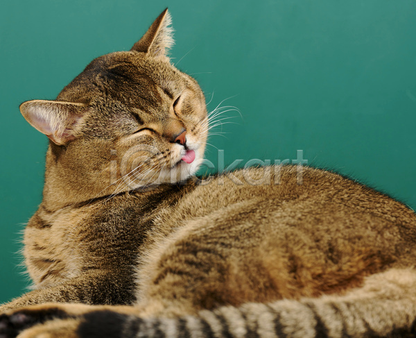 귀여움 사람없음 JPG 포토 해외이미지 고양이 눈감음 눕기 손질 실내 초록배경 한마리