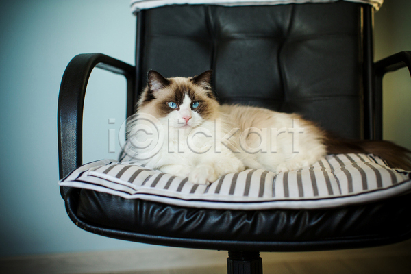 귀여움 사람없음 JPG 포토 해외이미지 고양이 눕기 랙돌 방석 실내 응시 의자 한마리