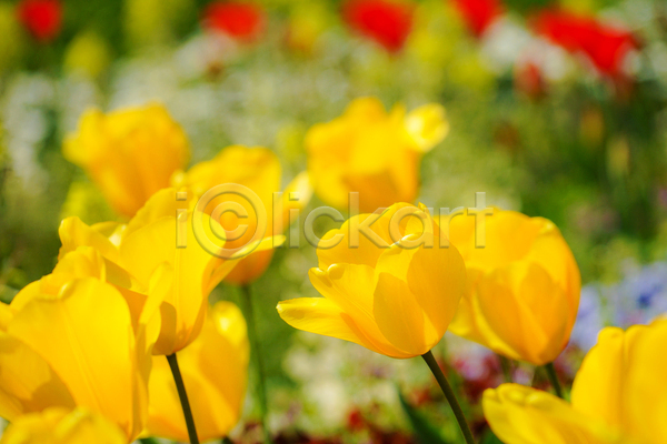 사람없음 JPG 아웃포커스 포토 해외이미지 노란색 봄 봄꽃 야외 자연 주간 튤립 풍경(경치)