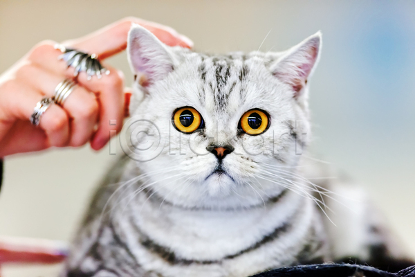 귀여움 신체부위 JPG 아웃포커스 포토 해외이미지 고양이 만지기 반려묘 손 실내 응시 한마리 회색배경