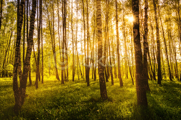 사람없음 JPG 포토 해외이미지 나무 숲 숲속 야외 일몰 자연 태양 풍경(경치) 햇빛