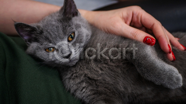 귀여움 신체부위 JPG 아웃포커스 포토 해외이미지 고양이 러시안블루 반려묘 새끼 손 실내 안기 한마리