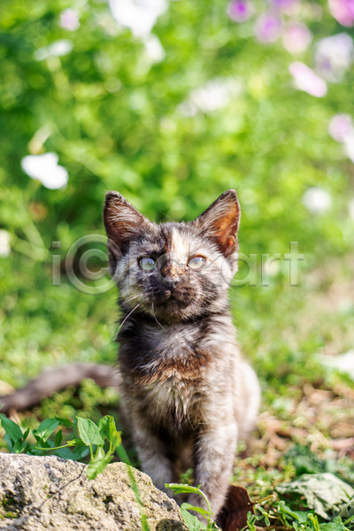 귀여움 사람없음 JPG 아웃포커스 포토 해외이미지 고양이 길고양이 새끼 야외 응시 주간 초원(자연) 한마리