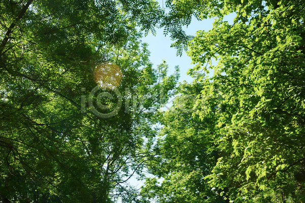 사람없음 JPG 포토 해외이미지 나무 야외 여름(계절) 주간 풍경(경치) 햇빛