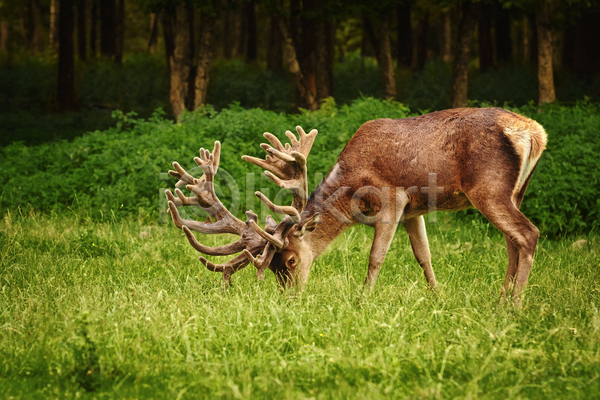 사람없음 JPG 포토 해외이미지 먹기 뿔 사슴 숲 야생동물 야외 잔디 주간 한마리