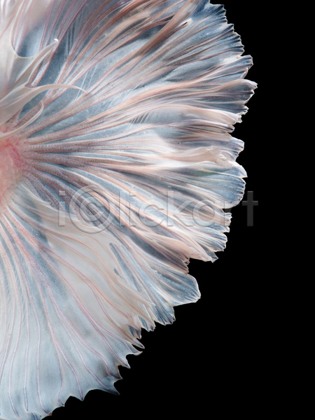 사람없음 JPG 근접촬영 포토 해외이미지 검은배경 베타 어류 지느러미 한마리 흰색