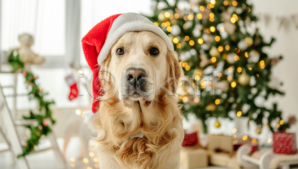 추위 사람없음 JPG 포토 해외이미지 강아지 겨울 골든리트리버 보케 산타모자 선물상자 장식 크리스마스 크리스마스트리
