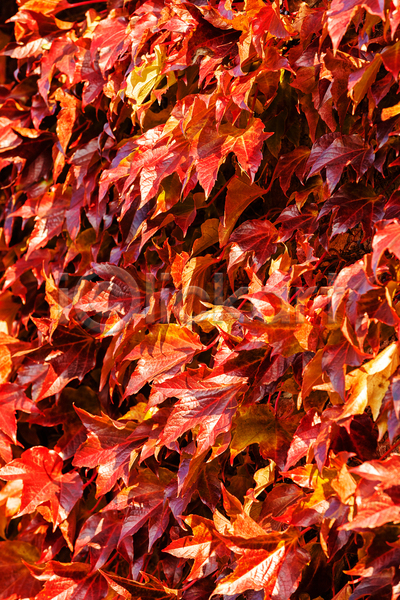 사람없음 JPG 포토 해외이미지 가을(계절) 낙엽 단풍 야외 주간 풍경(경치)