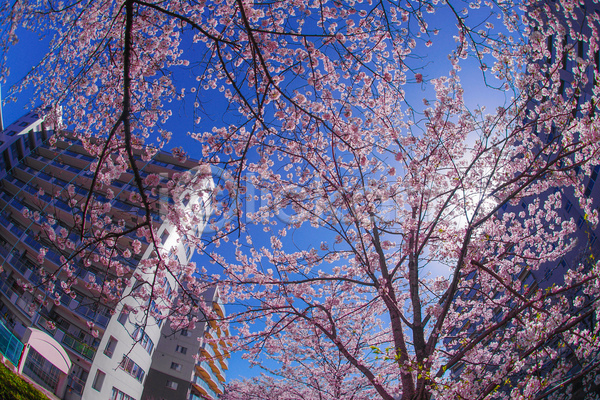 JPG 로우앵글 포토 해외이미지 벚꽃 벚나무 봄 봄꽃 야외 일본 자연 주간 풍경(경치)