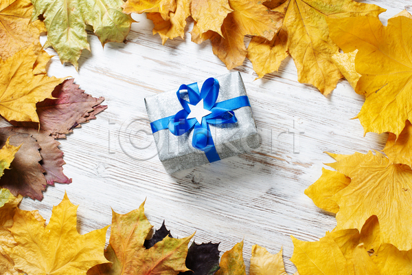 사람없음 JPG 포토 해외이미지 가을(계절) 나무배경 낙엽 레이아웃 백그라운드 선물상자 카피스페이스 프레임 흰배경