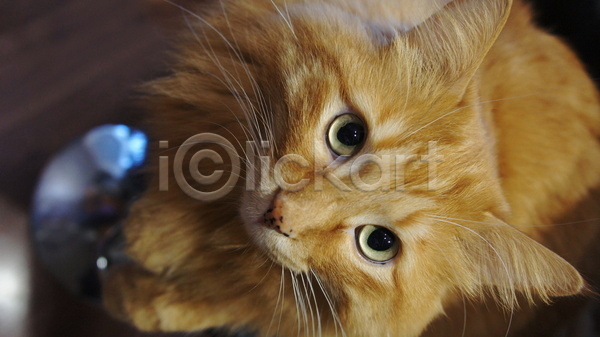 귀여움 사람없음 JPG 아웃포커스 포토 해외이미지 고양이 실내 응시 한마리
