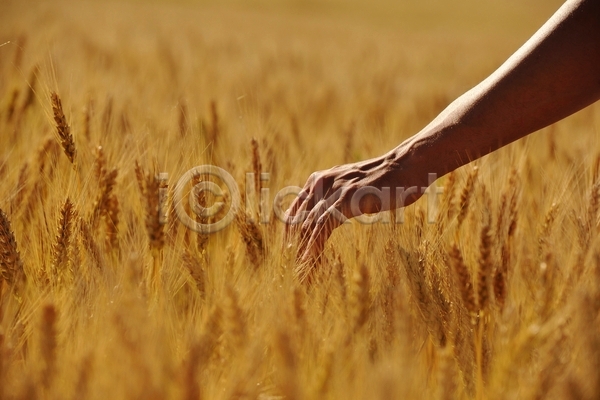 신체부위 JPG 소프트포커스 포토 해외이미지 가을(계절) 농업 밀 밭 백그라운드 손 손뻗기 시골 야외 자연