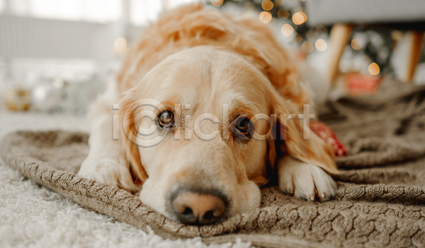 추위 사람없음 JPG 포토 해외이미지 강아지 겨울 골든리트리버 보케 장식 카펫 크리스마스