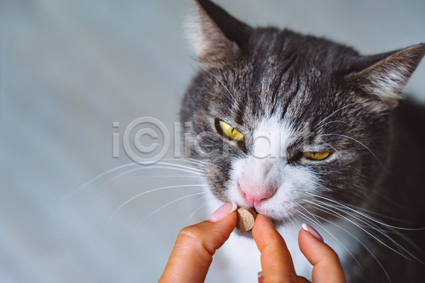 귀여움 신체부위 JPG 아웃포커스 포토 해외이미지 고양이 들기 먹기 먹이 반려묘 손 실내 응시 한마리 회색배경