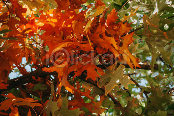 사람없음 JPG 포토 해외이미지 가을(계절) 공원 나무 나뭇가지 잎 자연 하늘
