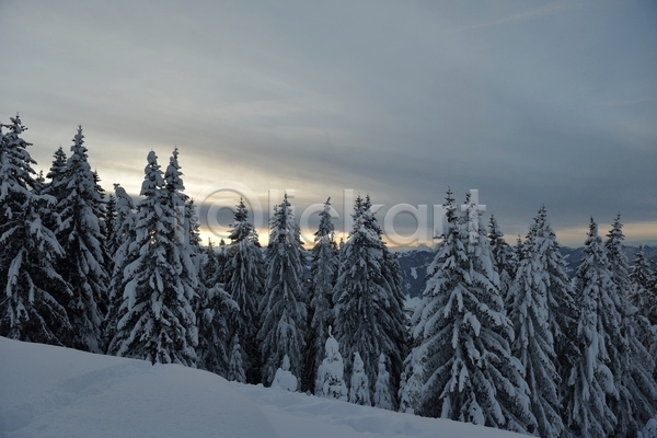사람없음 JPG 포토 해외이미지 겨울 겨울풍경 구름(자연) 나무 눈(날씨) 눈덮임 야외 주간 하늘
