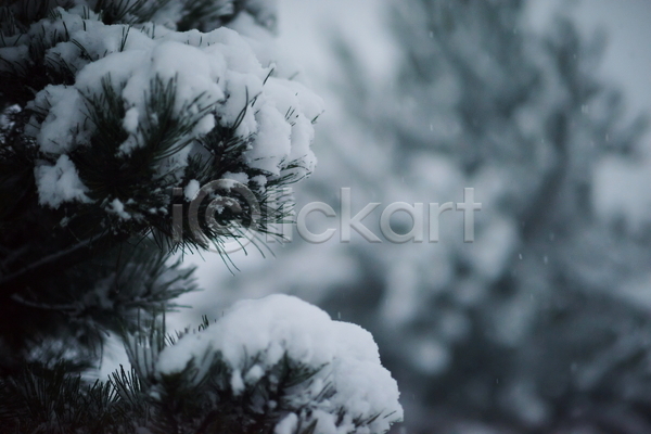 사람없음 JPG 아웃포커스 포토 해외이미지 겨울 겨울풍경 나무 눈(날씨) 눈덮임 야외 주간