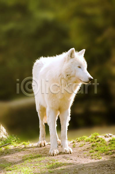 사람없음 JPG 아웃포커스 포토 해외이미지 늑대 북극늑대 서기 야생동물 야외 주간 한마리